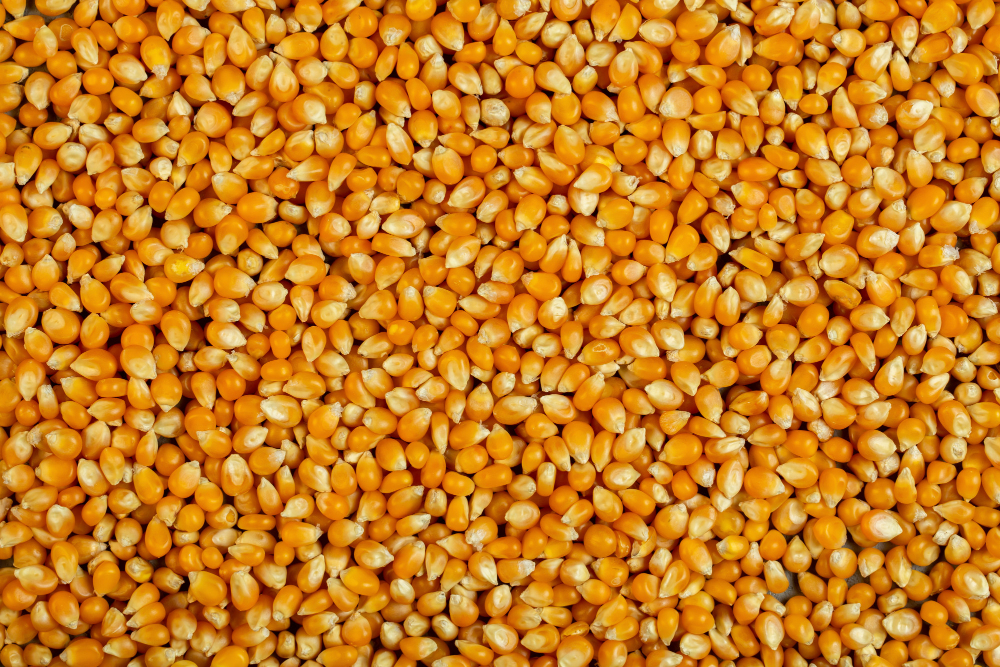 Corn