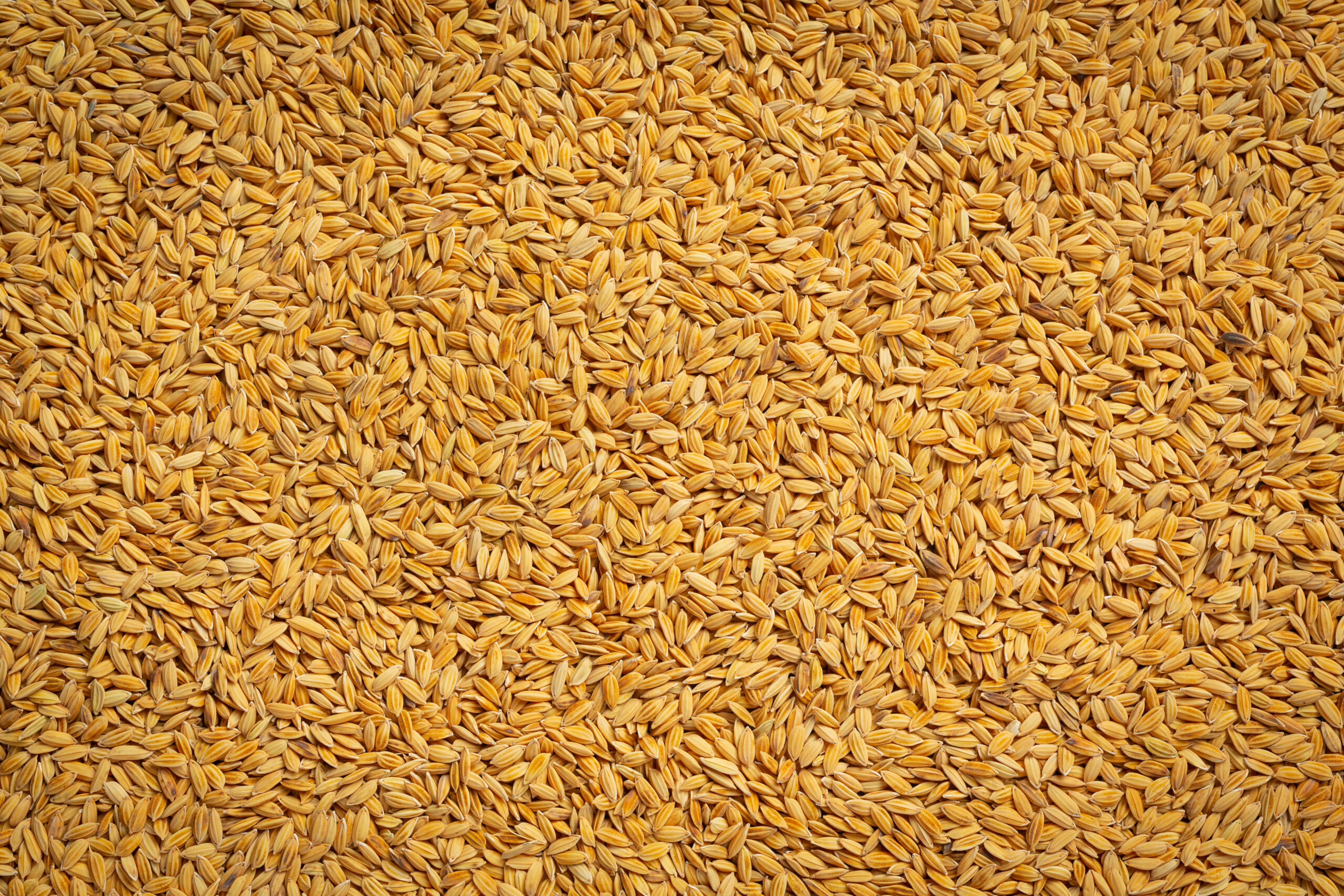 paddy rice background